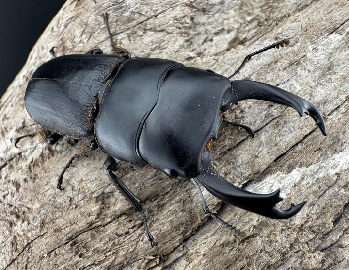 【WD】《ハンステインヒラタ原名亜種 50mm ペア》