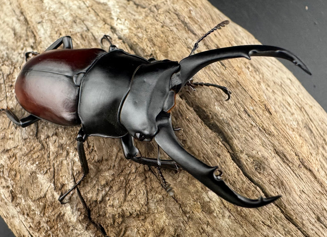 【WD】《ドンキエルコクワ原名亜種 チベット産 64mm ペア》