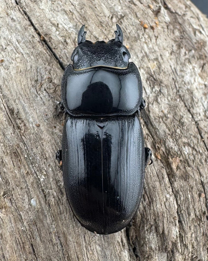 【WD】《アルキデスヒラタ ベンクール産 31mm ♀単》