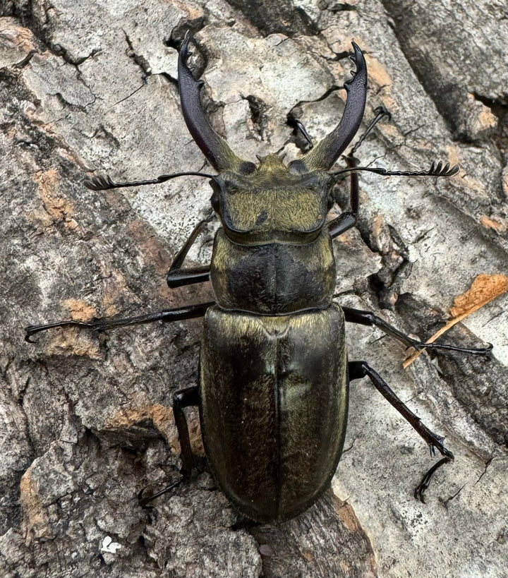 【WD】《チベットミヤマ原名亜種 47mm ペア》