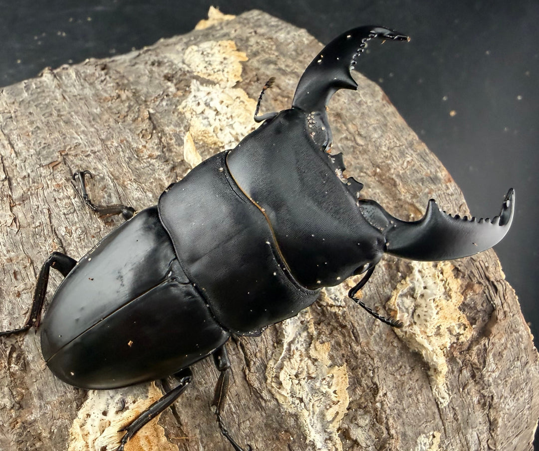 【WD】《スマトラオオヒラタ パダン産 83mm ペア》