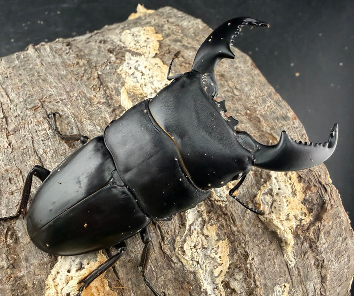 【WD】《スマトラオオヒラタ パダン産 83mm ペア》