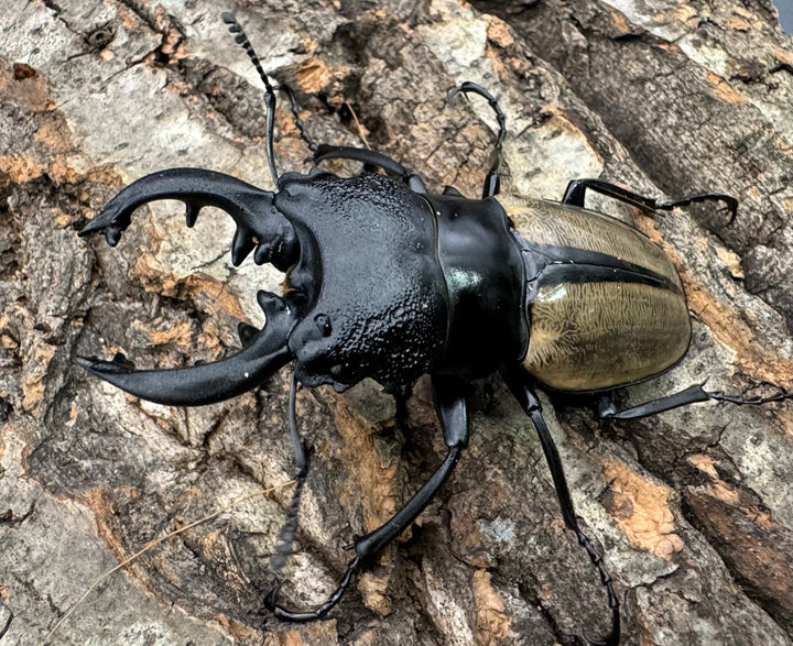 【WD】《ルデキンツヤクワガタ 70.5mm ペア》