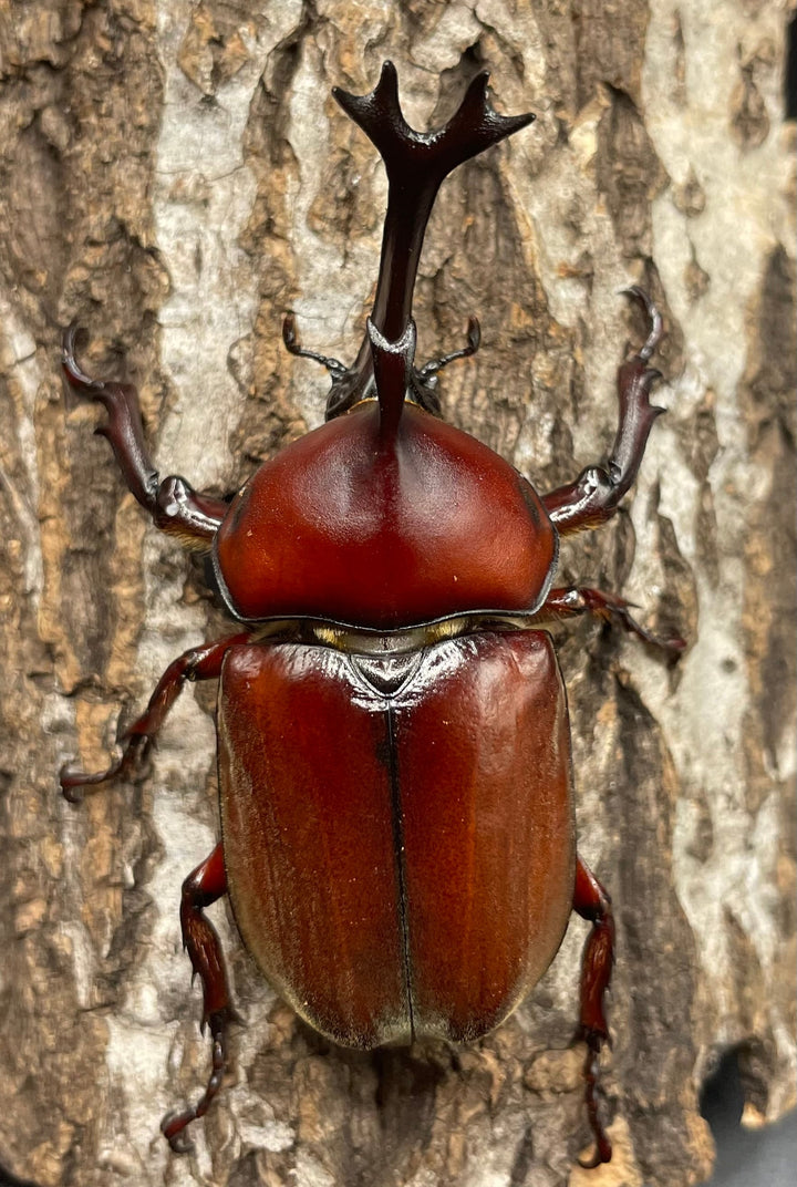《ヤマトカブトムシ ペア》②