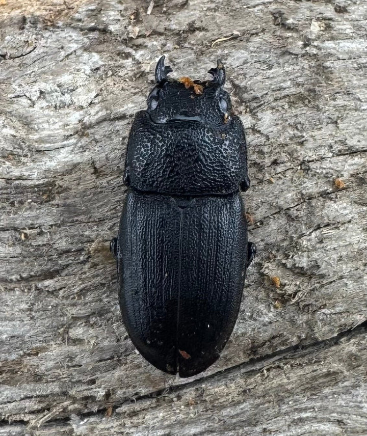 【WD】《フィリピンネブト原名亜種 25mm ペア》