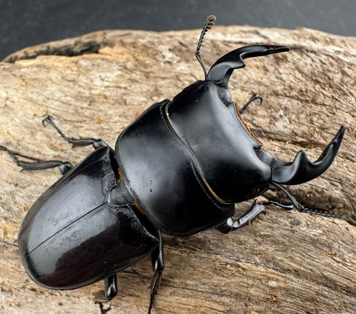 【WD】《ヤクシャオオクワ ベトナム産 47mm ペア》