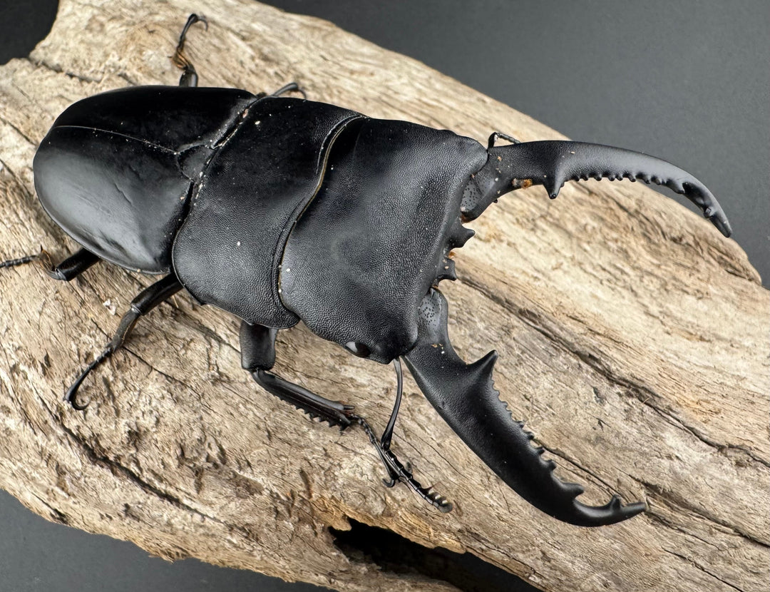 【WD】《パラワンオオヒラタ 90mm ペア》