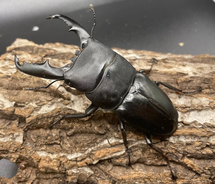 【WD】大型《ミンダナオヒラタ 90mm ペア》