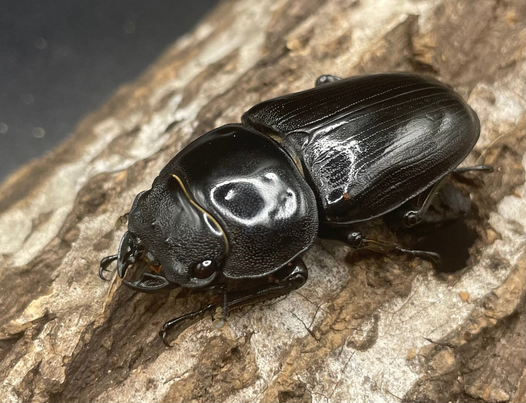 《ホペイオオクワガタ G70血統 74mm ペア》