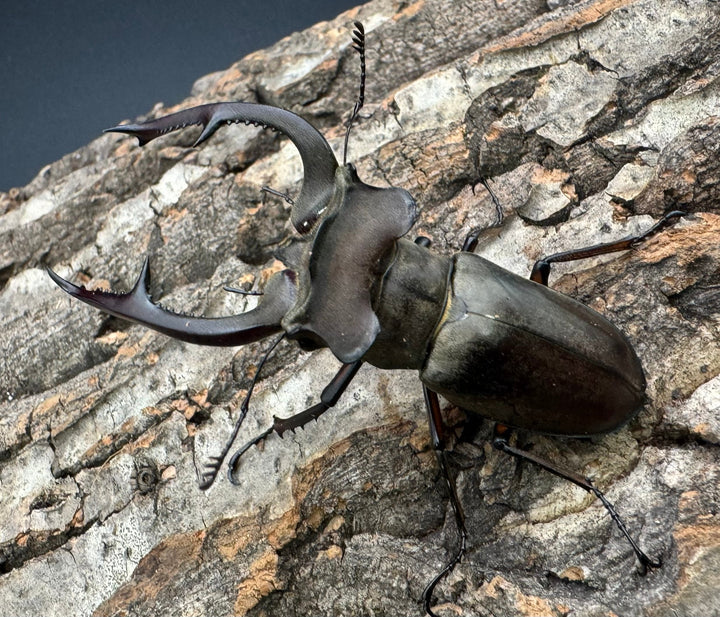 【WD】超大型《クラーツミヤマ原名亜種 66mm ペア》