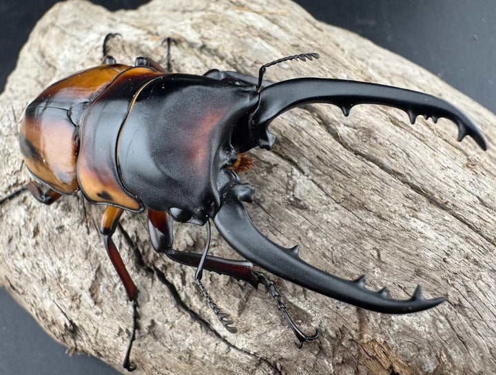 《ファブリースノコギリ亜種タカクワイ 75mm ペア》