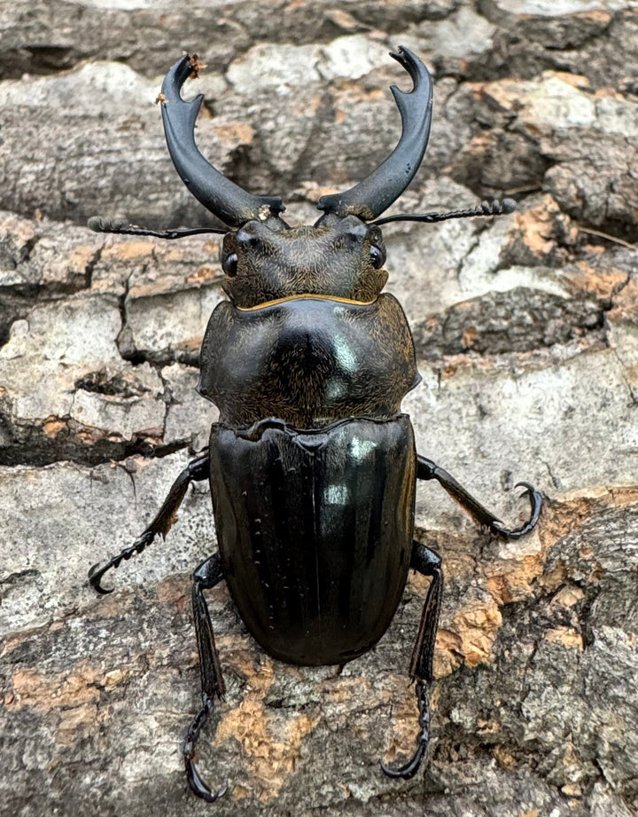 【WD】《ストリアータツヤクワガタ 44mm ペア》②