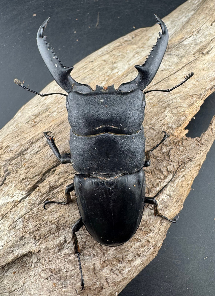 【WD】《パラワンオオヒラタ 87mm ペア》