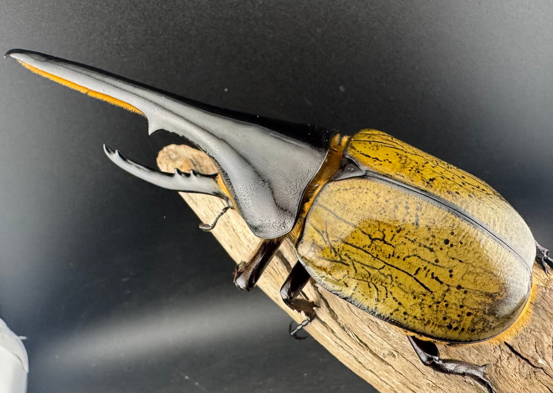 即ブリ《ヘラクレス・ヘラクレス 優良血統 139mm ペア》