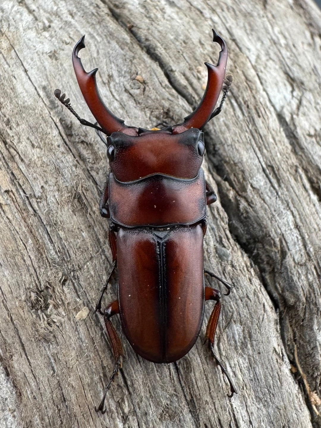 【WD】《プセウダクシスコクワ 27mm ペア》