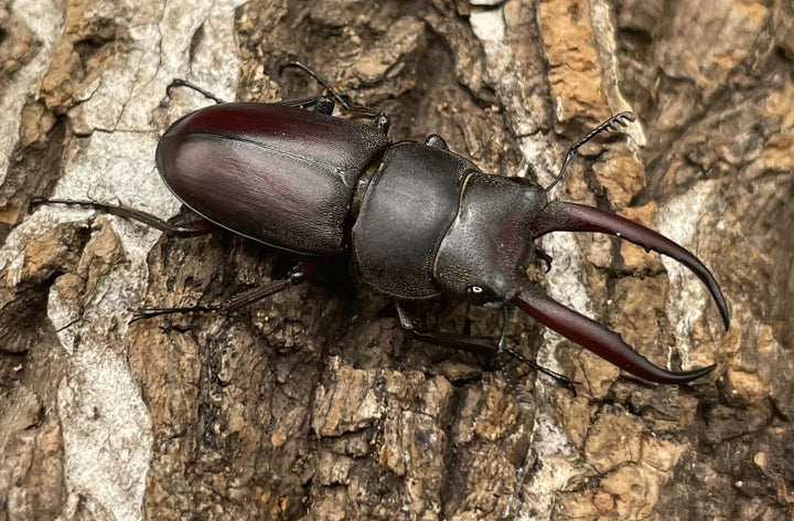 【WD】《グラキリスノコギリヒラタクワガタ 34.5mm ペア》