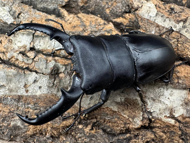 【WF1】《ベトナムヒラタクワガタ 70mm ペア》