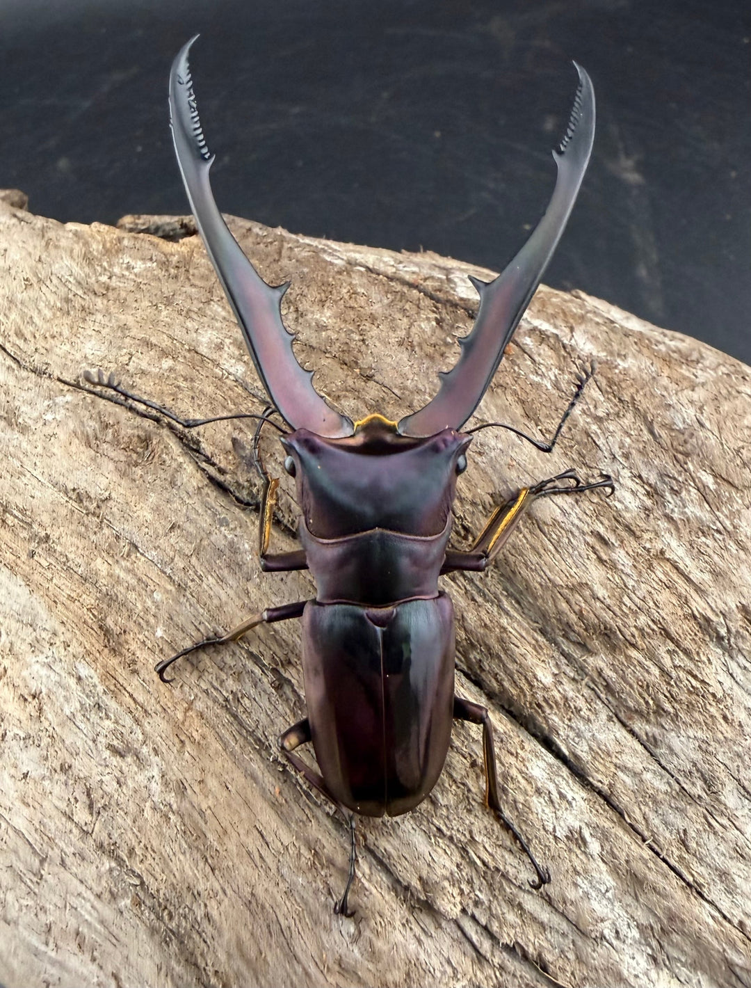 《メタリフェルホソアカ亜種finae 65mm ペア》