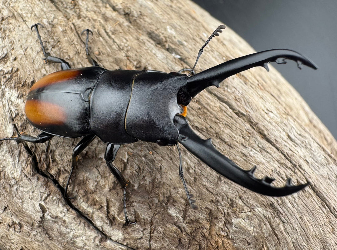 【WD】《スピネウスノコギリクワガタ 中国産 47.5mm ペア》