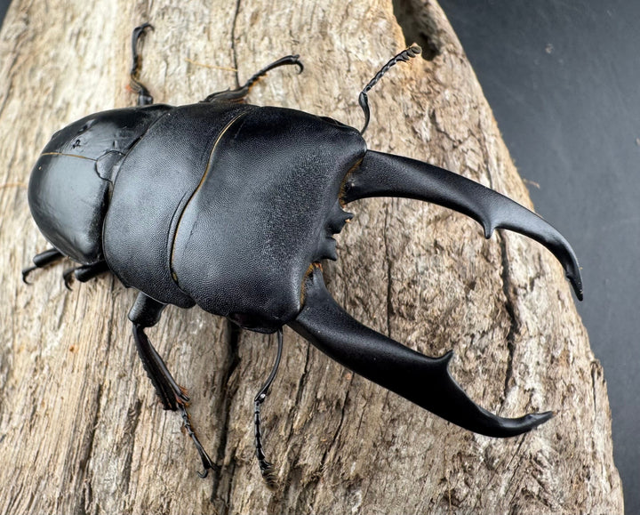 【WD】《ウンナンヒラタ(内歯消滅タイプ) 貴州省産 69.5mm ペア》