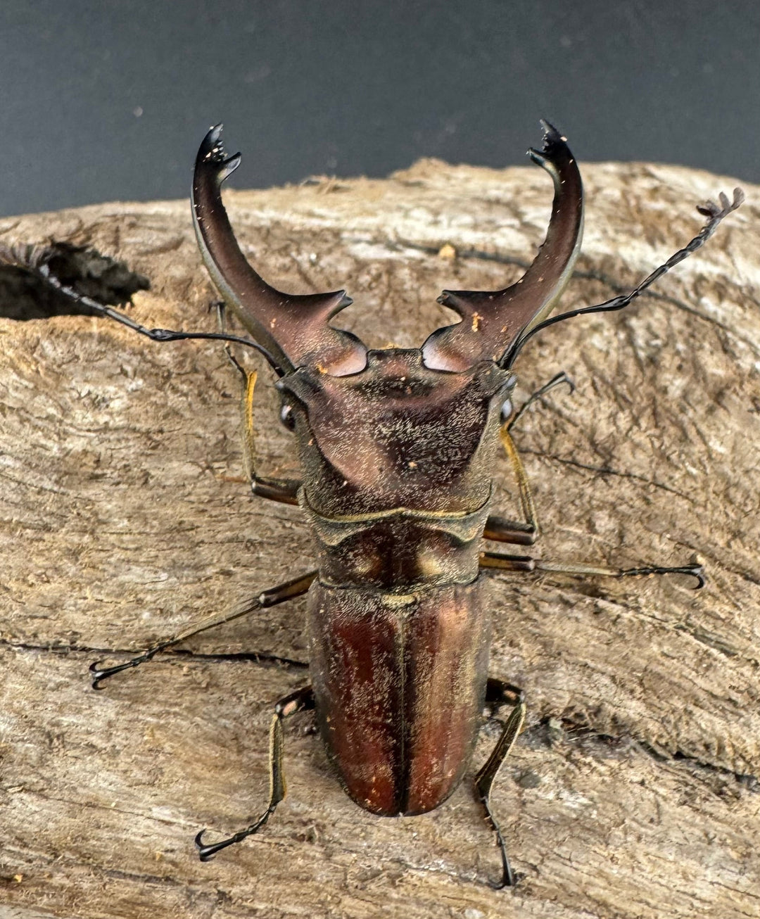 【WD】《ズベールホソアカ マラグサン産 45mm ペア》