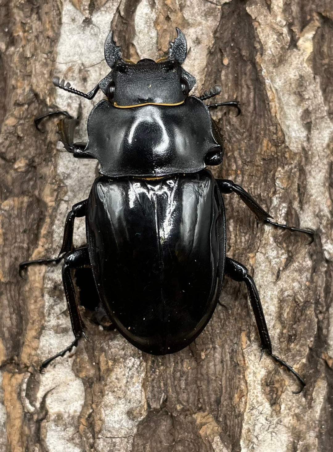 【WD】大型大歯《インターメディアツヤクワガタ 90mmUP ペア》