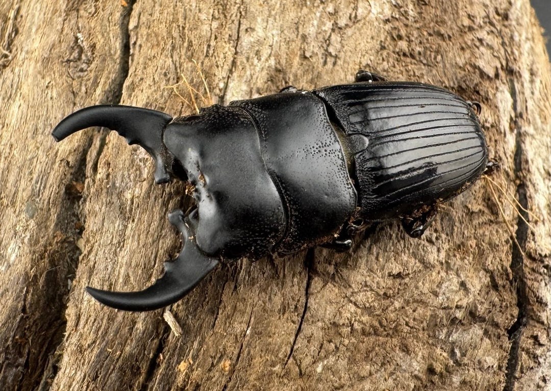 【WD】レア種《ミンダナオネブト 31mm A'品ペア》