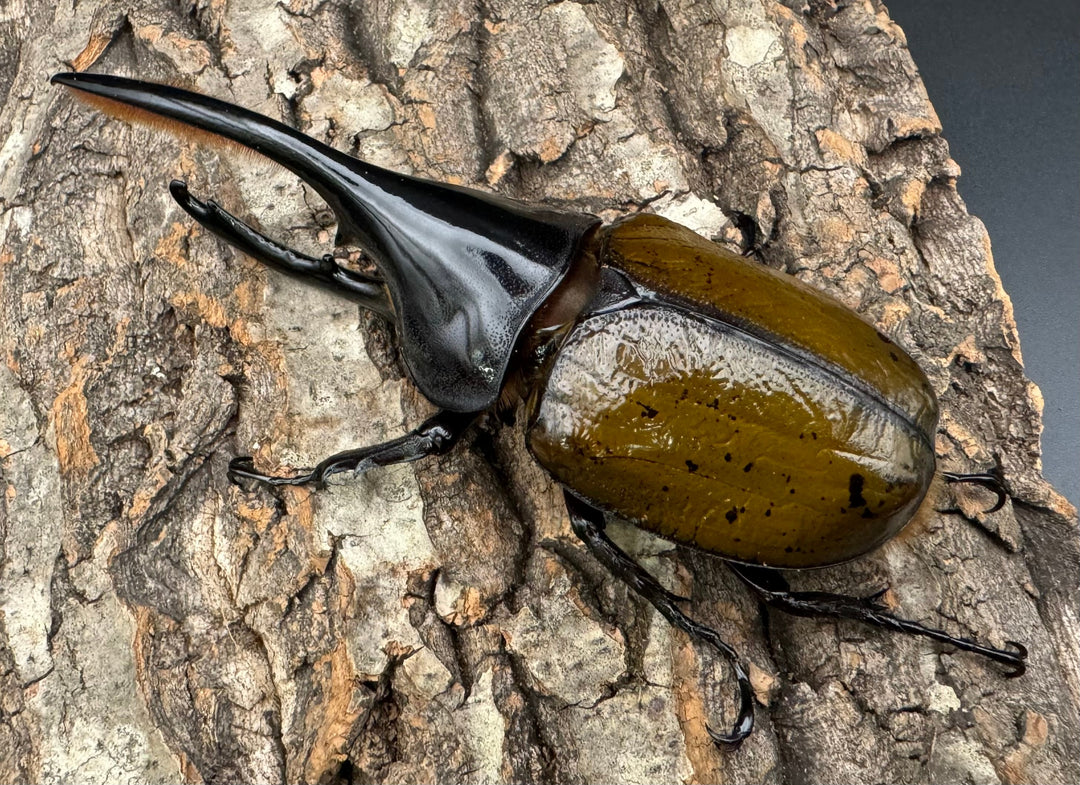 《ヘラクレス亜種オキシデンタリス 135mm ペア》