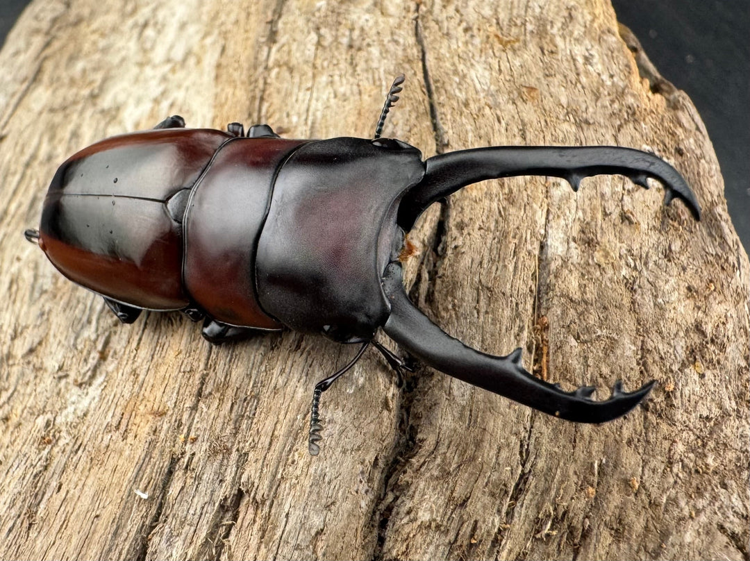 【WD】《ドルサリスノコギリ原名亜種 ボアク島産 52mm ペア》