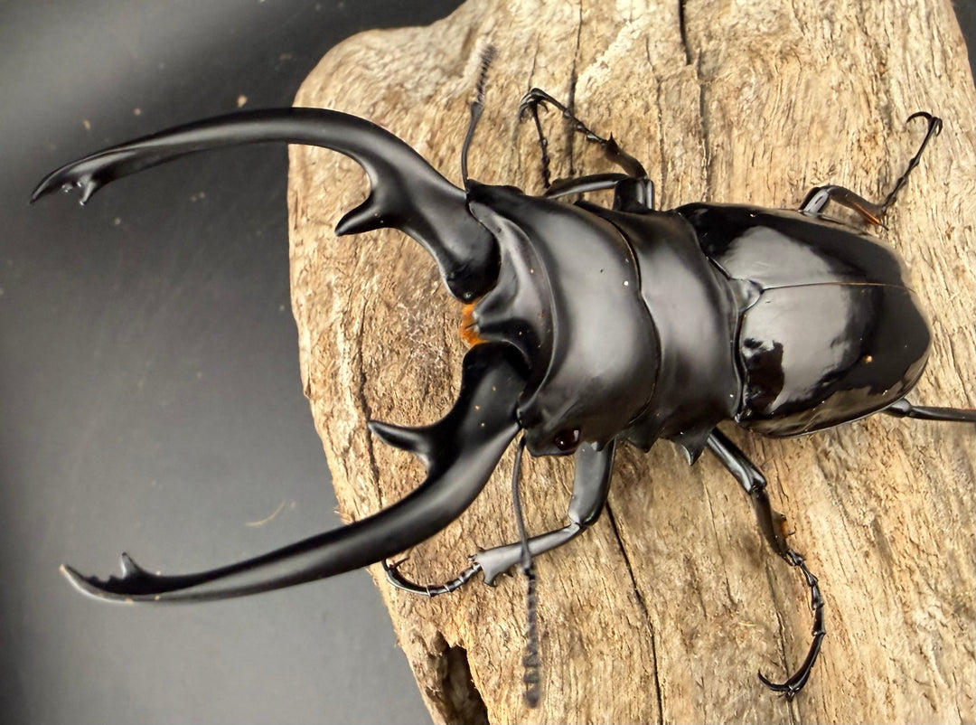 【WD】《インターメディアツヤクワガタ ネグロス島産 96mm ペア》