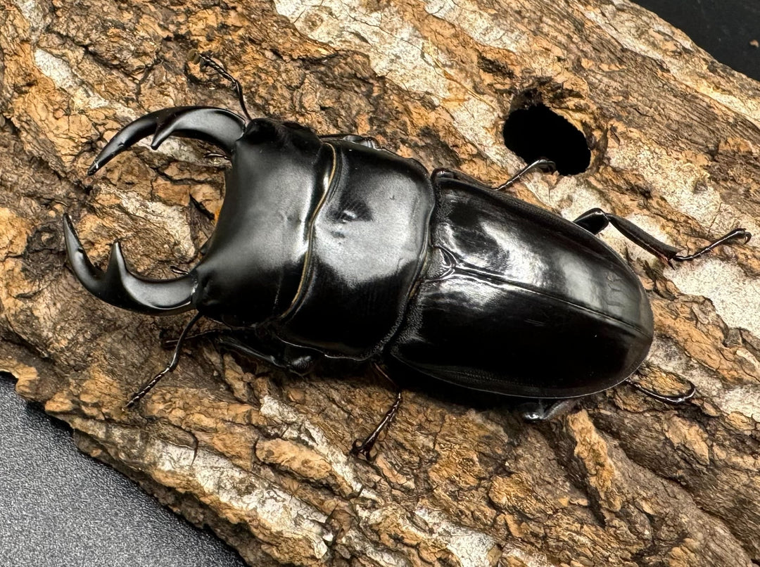 【WD】《クルビデンスオオクワ タイ産 64.5mm ペア》