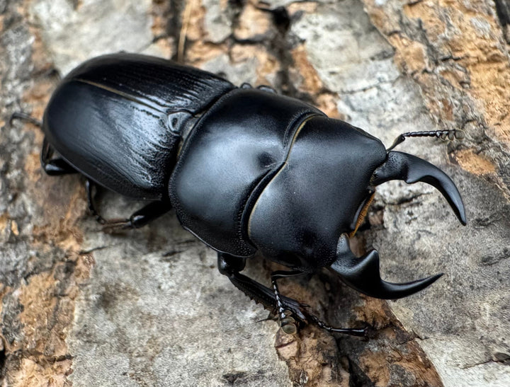 【WD】《ヒルティコルニス ssp. 31.5mm ペア》