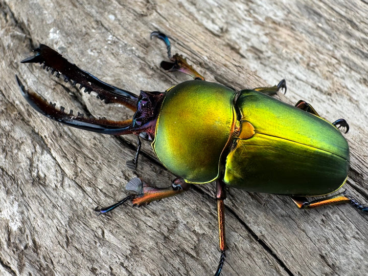 【WD】《パプアキンイロクワガタ アルファック産 41mm ペア》