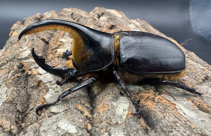 即ブリ《サタンオオカブト 82mm A'品ペア》