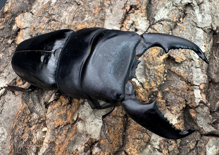 《スマトラオオヒラタ アチェ産 100mm ペア》