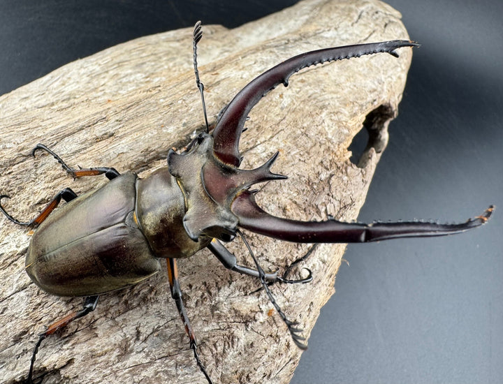 【WD】《プラネットミヤマクワガタ 76mm ペア》