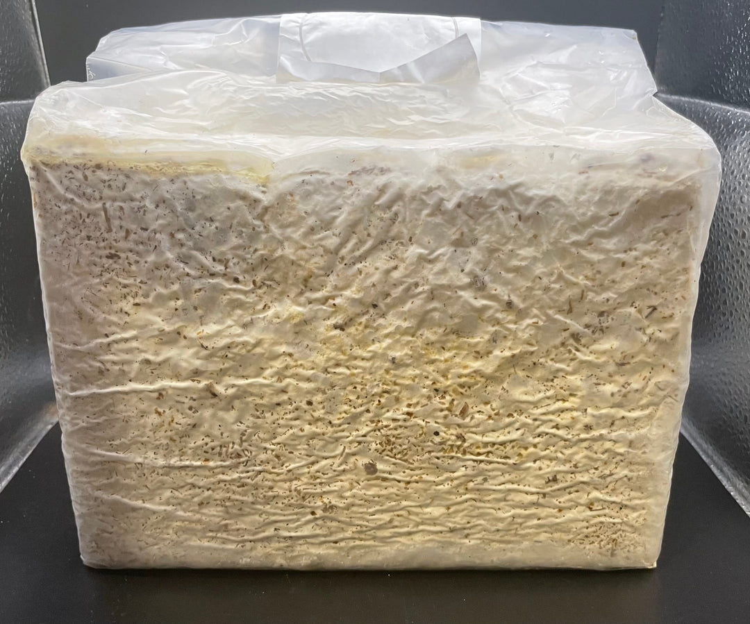 ファミリア ラストピース ブロック 3500cc