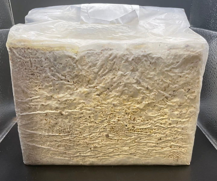 ファミリア ラストピース ブロック 3500cc