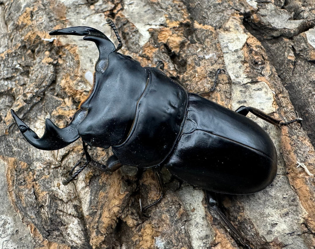 《マレーアンタエウス ゲンティンハイランド産 63.5mm ペア》