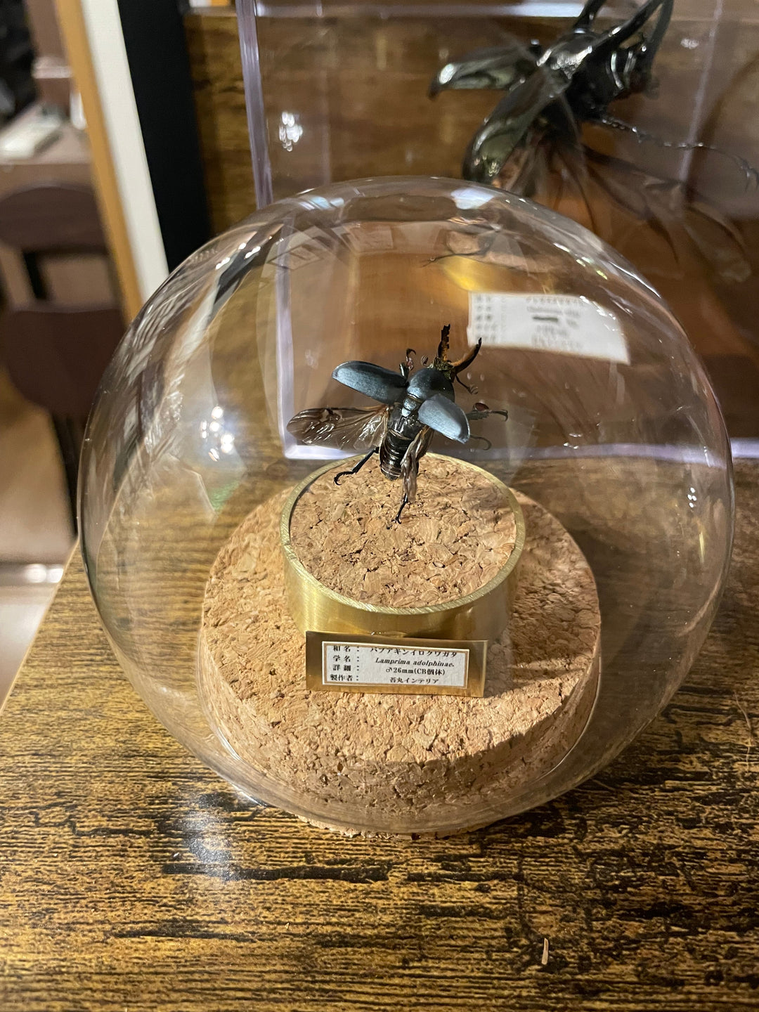 インテリア標本《パプアキンイロクワガタ♂》