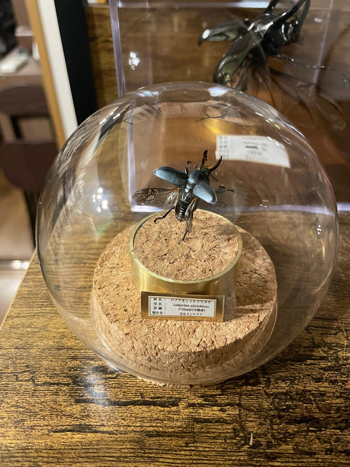 インテリア標本《パプアキンイロクワガタ♂》