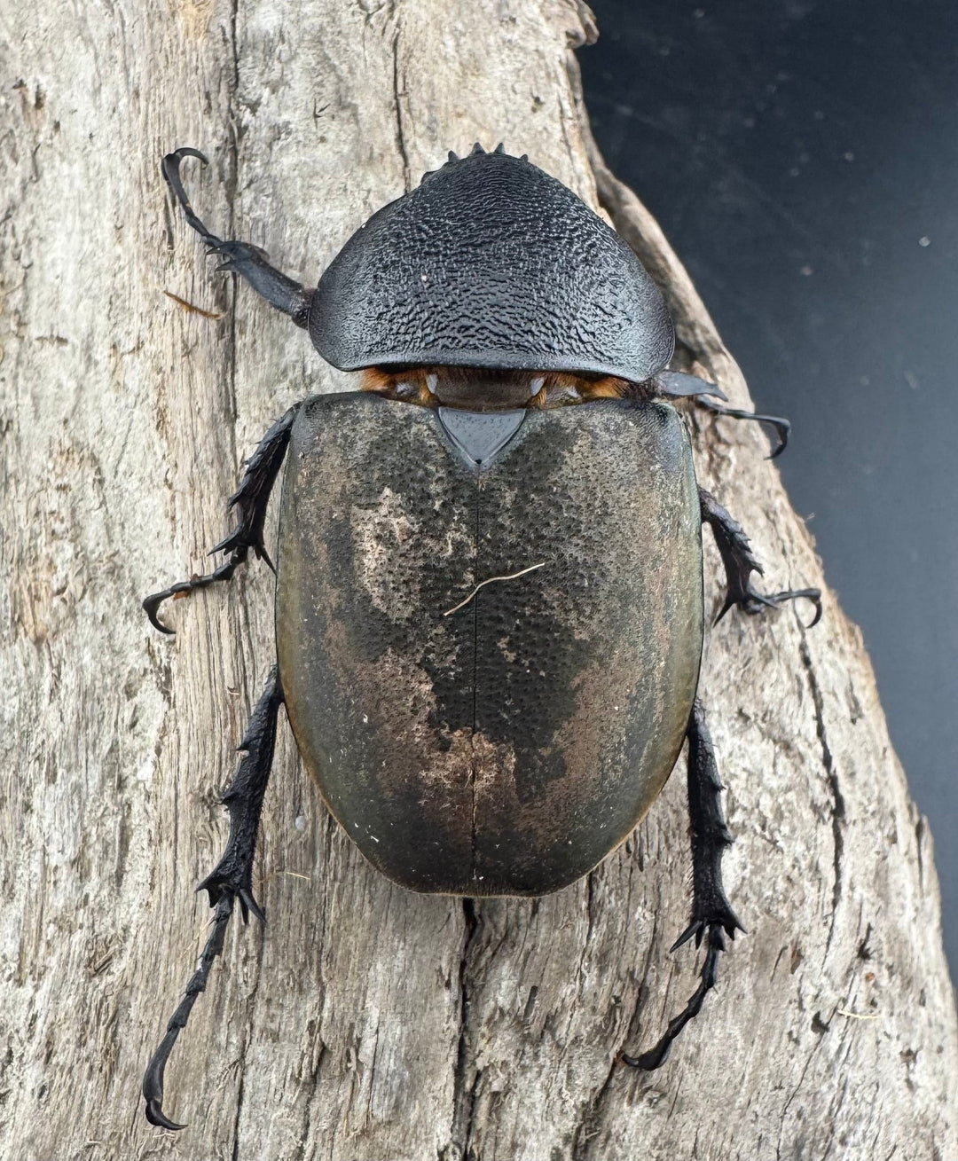 【WD】《ミンダナオアトラスオオカブト キダパワン産 94mm ペア》