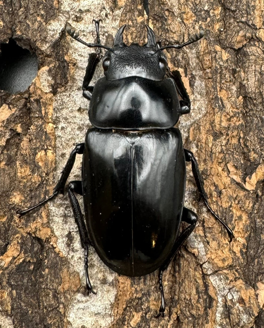 【WD】《ギラファノコギリ亜種ケイスケ 108mm ペア》