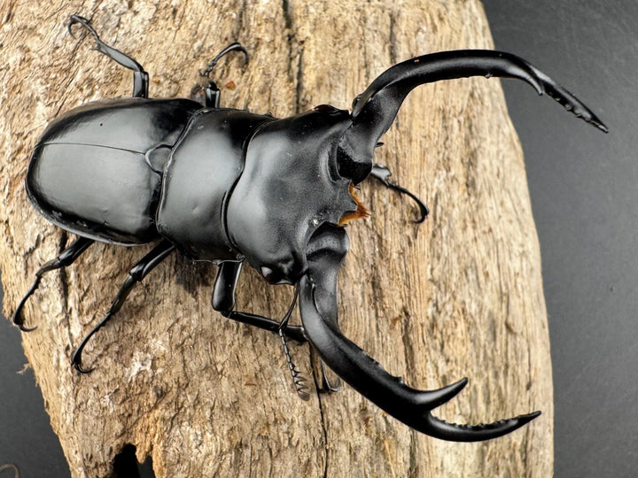 【WD】《ウエストウッディ亜種カズミアエ 雲南省産 73mm ペア》