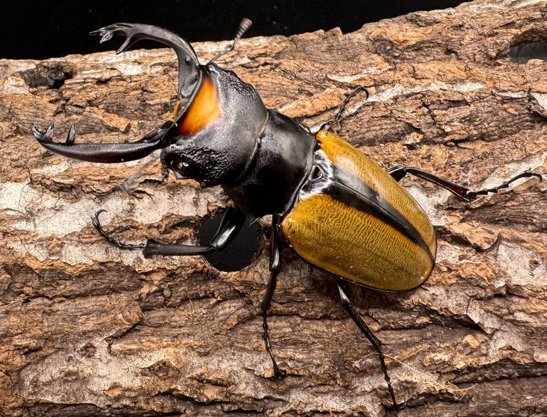 【WD】《ラコダールツヤクワガタ アチェ産 76mm ペア》