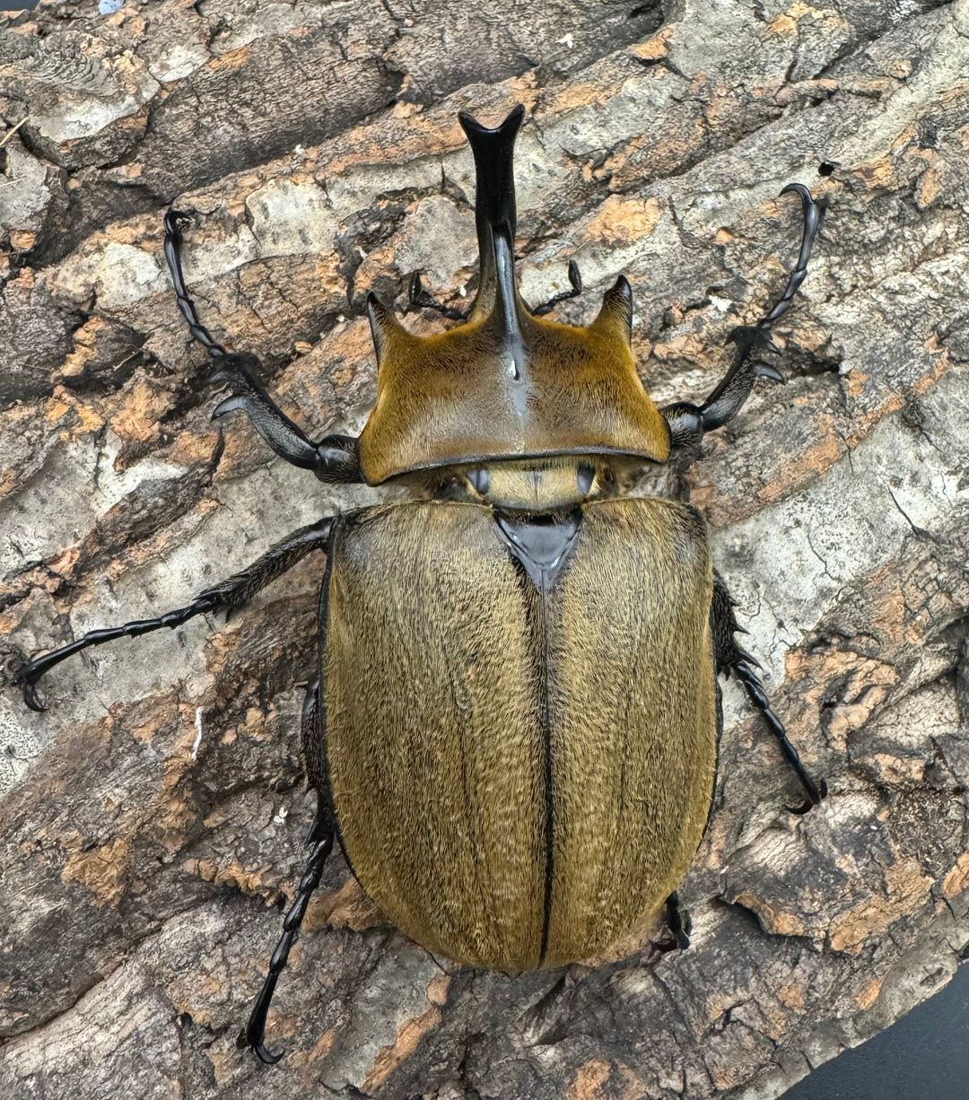 《ギアス ルンバッシャー 98mm ペア》