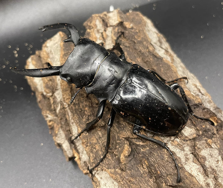 【WD】大型大歯《インターメディアツヤクワガタ 92mm A’品ペア》