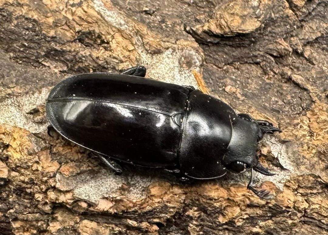 【WD】《ブッダノコギリ フィリピン北部亜種  44.5mm ペア》