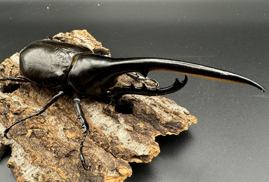 《ヘラクレス・ヘラクレス 144mm ペア》