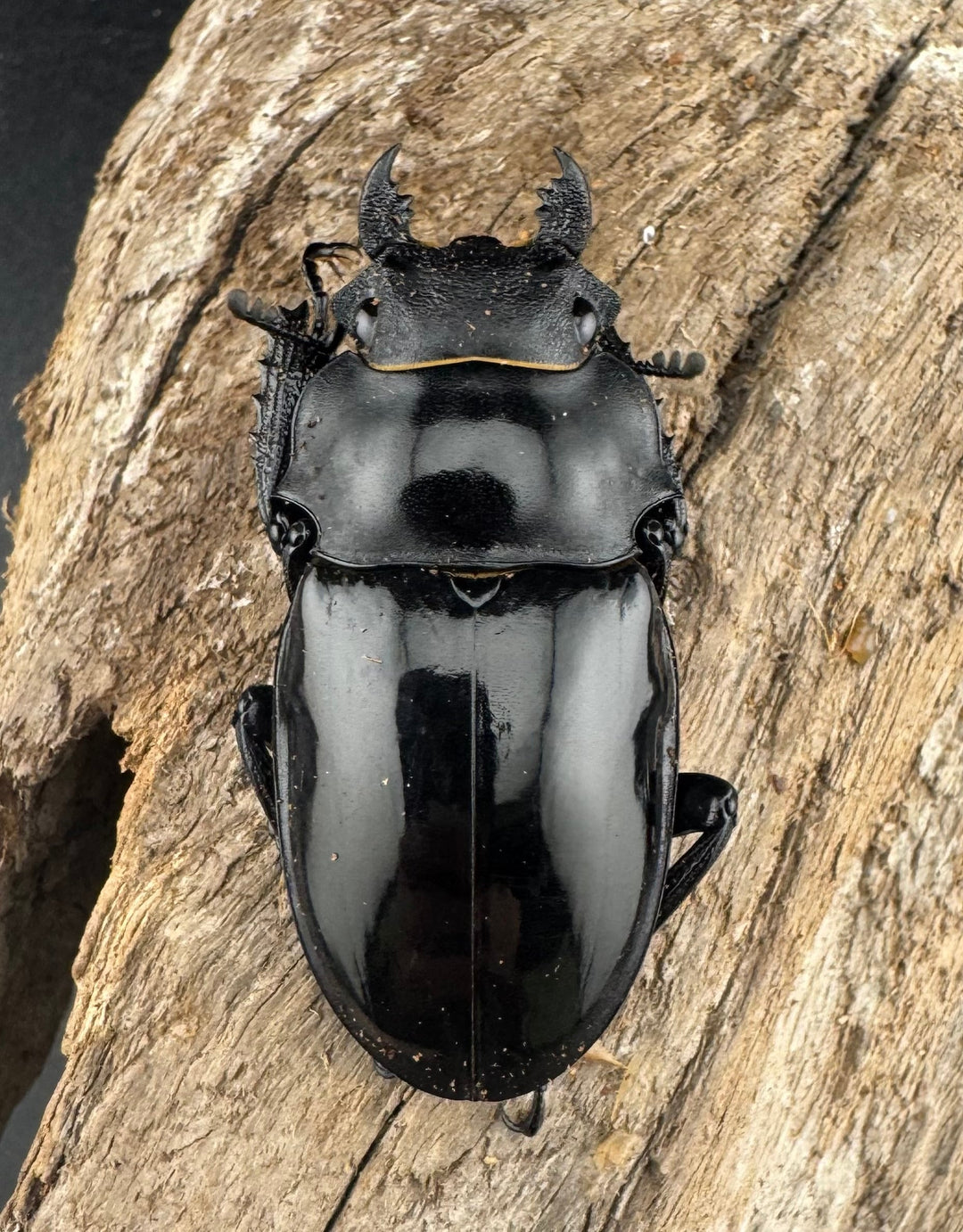 【WD】大型《インターメディアツヤクワガタ ガントン産 96mm ペア》